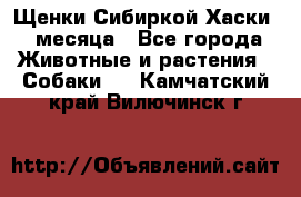 Щенки Сибиркой Хаски 2 месяца - Все города Животные и растения » Собаки   . Камчатский край,Вилючинск г.